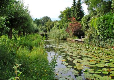 Sloot met waterlelies en begroeide wallen